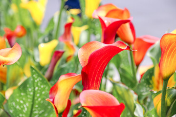 Beautiful colorful red-orange and purple Zantedeschia  in springtime,commonly known as calla lily...