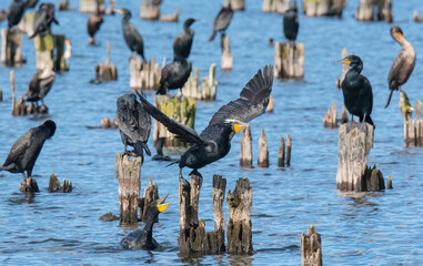 Cormorants On Pilings