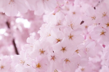 Florecimiento de los Cherry blossom en la temporada de primavera