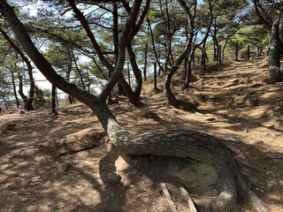 그루터기 모양을 한 소나무