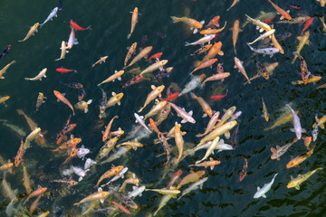 High-angle view of the swimming carps in the pond