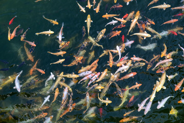 Fototapeta na wymiar High-angle view of the swimming carps in the pond