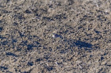 Horned Lark in a Field near Shiawassee National Wildlife Refuge, near Saginaw, Michigan.