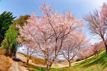 長湯の大漁桜