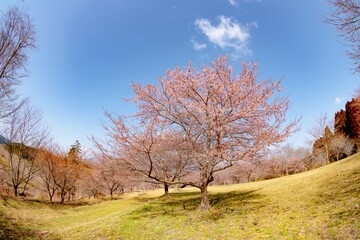Fototapeta premium 長湯の大漁桜