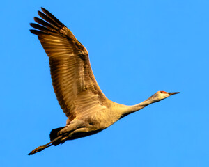 Sandhill Cranes