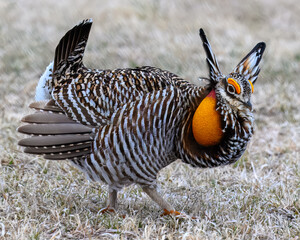 Greater Prairie-Chicken male in full display