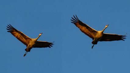 Sandhill Cranes