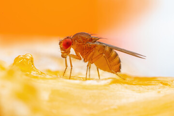 Tropical Fruit Fly Drosophila Diptera Parasite Insect Pest on Fruit Macro