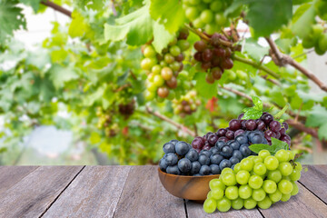 Various types of grapes ; purple, black and green grape on wooden table with vineyard blurred background. 