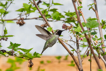 Hummingbird In Flight