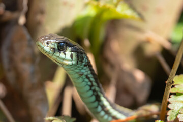 Garter Snake Portrait