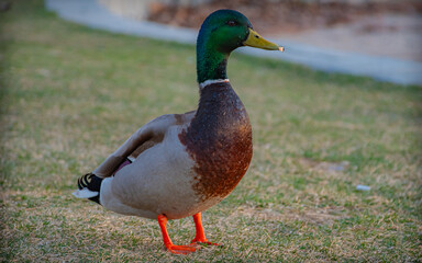 Fulton Pond Park - Mansfield - MA