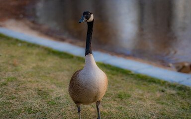 Fulton Pond Park - Mansfield - MA