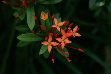Ixora javanica ornamental plant 