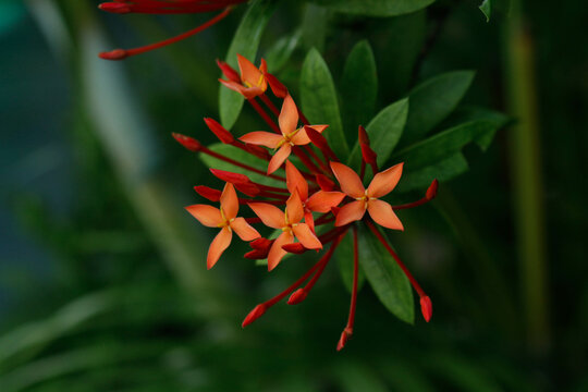 Ixora javanica ornamental plant 