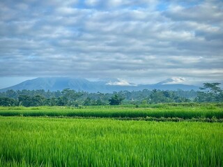 Fototapeta premium green rice fields and mountain in the morning