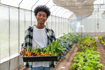 Happy teenage boy and girl growing organic vegetable on agriculture farm field in greenhouse...