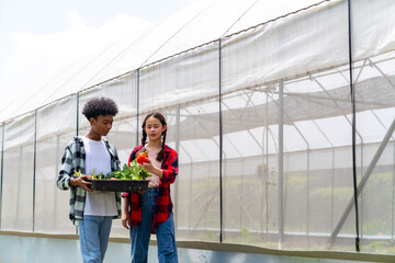 Happy teenage boy and girl growing organic vegetable on agriculture farm field in greenhouse...