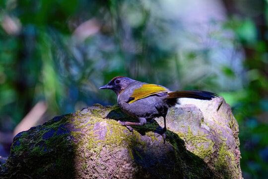 Silver-eared Laughingthrush(Trochalopteron melanostigma) foraging and pery live in nature.