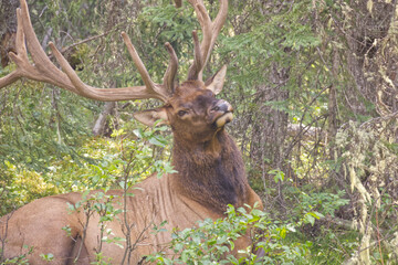 A Bull Elk in the Bushes