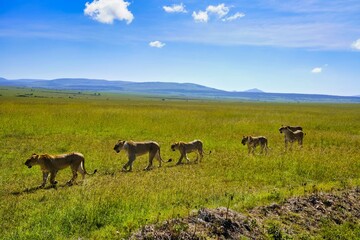 A Pride of Lioness hunt for game in the vast grasslands of the Maasai Mara Game reserve, Kenya, Africa