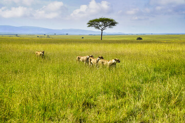 A Pride of Lioness hunt for game in the vast grasslands of the Maasai Mara Game reserve, Kenya,...