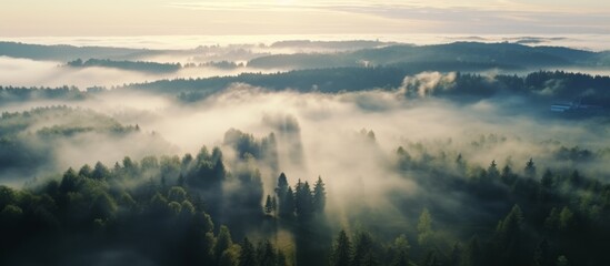 Misty forest with a foggy atmosphere and low-hanging clouds creating an eerie and mysterious scene - obrazy, fototapety, plakaty