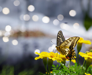 butterfly on a flower