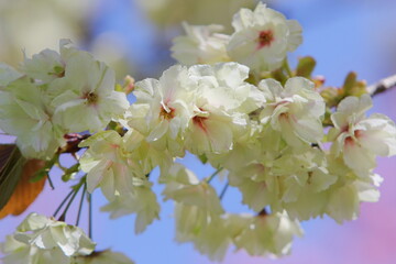 満開の八重桜（鬱金）のクローズアップ　青空背景景