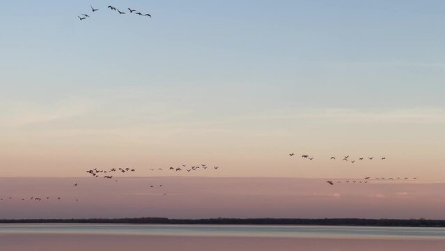 Flocks of Canada geese fly in formation against a pink-hued evening sky