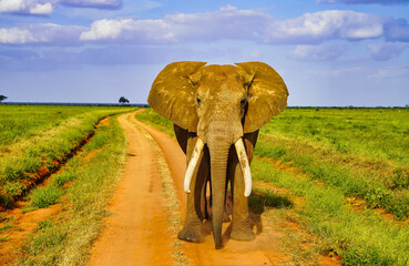 A Female Elephant coated in Tsavo's red clay pauses to check for danger from tourists at the game...