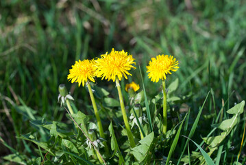 Taraxacum officinale, common dandelion yellow flowers closeup selective focus - 773622811