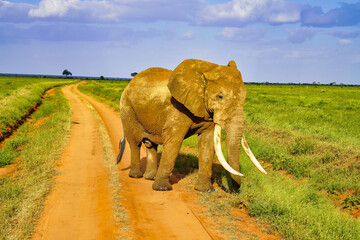 A Elephant coated in Tsavo's red clay crosses the game trail at Tsavo East National Park, Kenya,...