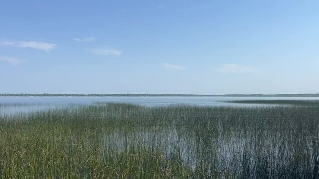 Expansive wild rice bed stretches along a prairie lake