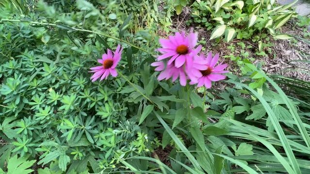 Pink cone flower blossoms dance in the wind among foliage  