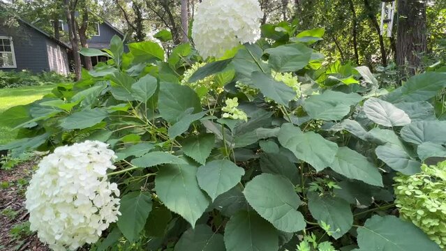 White flowering hydrangea waves its blooms in a cottage garden