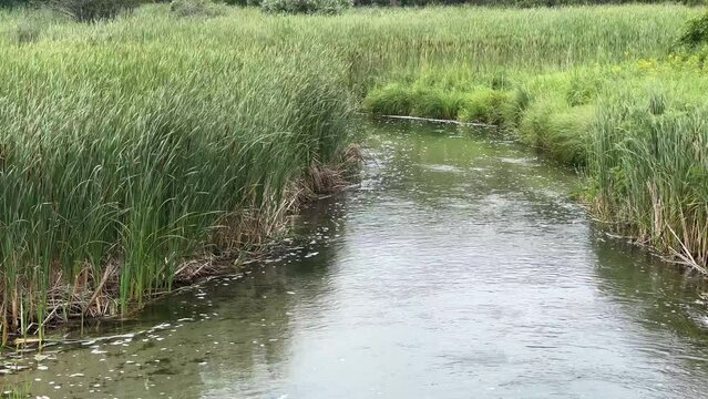 Creek flows lazily through a cattail marsh in summer