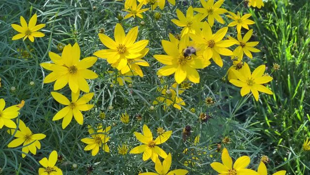 Bee gathers pollen from brilliant yellow coreopsis flowers