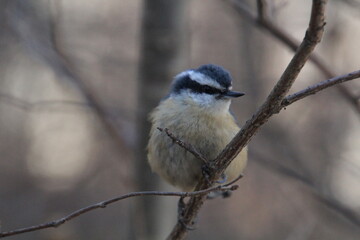 Nuthatch Resting On The Branch, Whitemud Park, Edmonton, Alberta