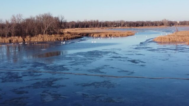 Flying above flock of swans swimming in partially frozen river