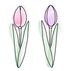 Set of 2 watercolor tulips in trendy pale shades. Design elements for springtime greetings or cards