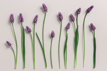 Spring flowery minimal flat lay pattern of Muscari flowers. Purple blooming florets on beige...