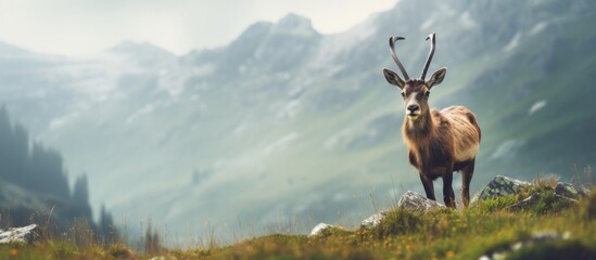 A majestic deer standing gracefully on a lush green hill with towering mountains in the distant background