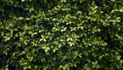 Obraz premium Lush Green Haven: Vibrant Shrub Hedge Texture Creating a Fresh and Serene Background.
