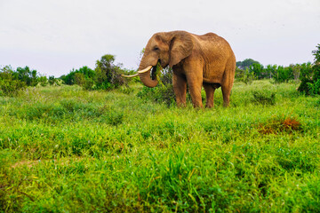 A Lone Elephant in the grass at Tsavo East National Park, Kenya, Africa