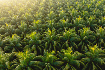 Top view of coconut trees field in the sunrise
