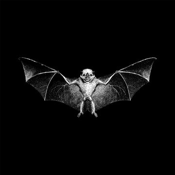 Honduran White Bat hand drawing vector isolated on black background.