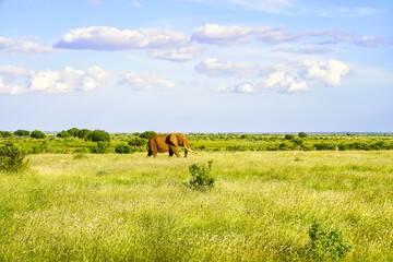 A Bright red coloured Tsavo Elephant crosses the Savanna at Tsavo East National Park, Kenya, Africa