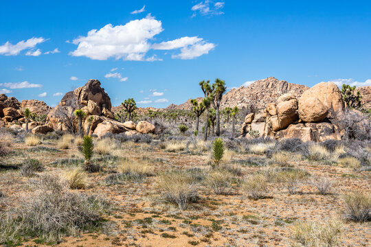 Beautiful landscape with Joshua Trees and accumulation of rock formations in the Joshua Tree National Park in Southern California